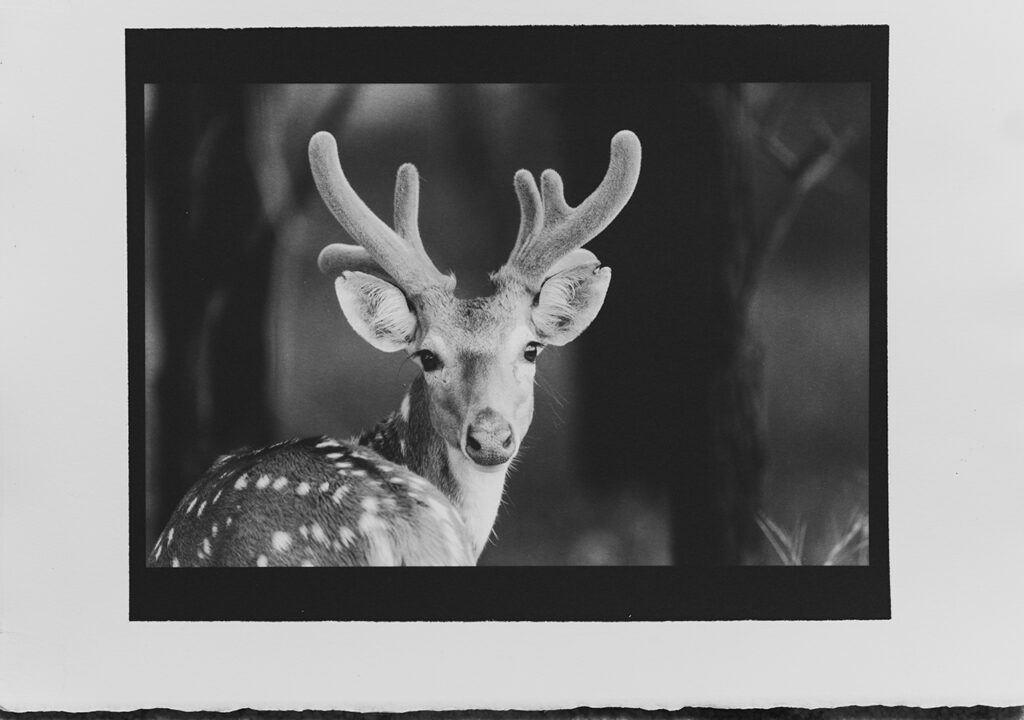 A Platinum Palladium analog archival print of a spotted deer